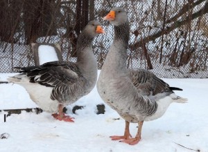 Гусята серые крупные фото описание